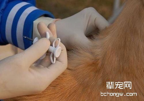 狗狗身份证——晶片