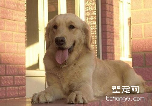 金毛犬的习性真的是像你想的那样的吗？