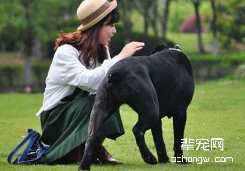 养狗不仅仅易于健康，以下的养狗好处你都知道吗？