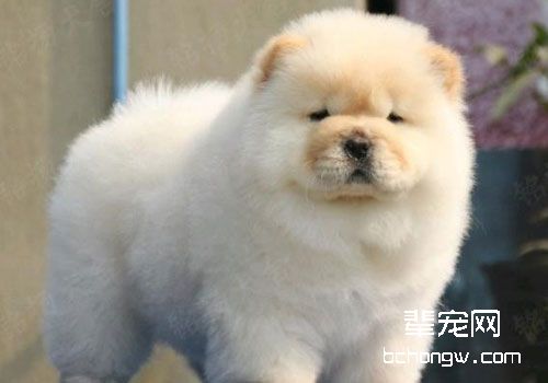 给松狮犬喂食要注意什么？