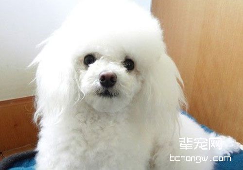 给贵宾犬剪毛要注意什么？