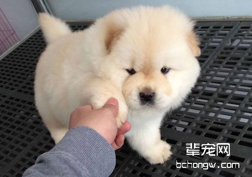 松狮犬的智商很低吗？