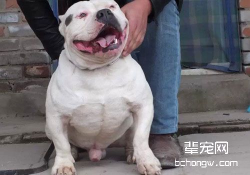 美国恶霸犬如何饲养？