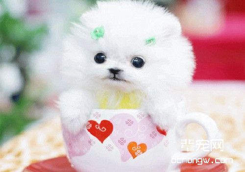 茶杯犬好养活么？