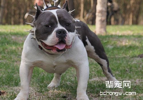 美国恶霸犬真的令人生畏吗？