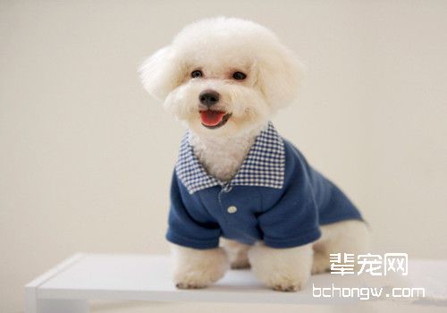 长毛狗狗眼屎多怎么办？