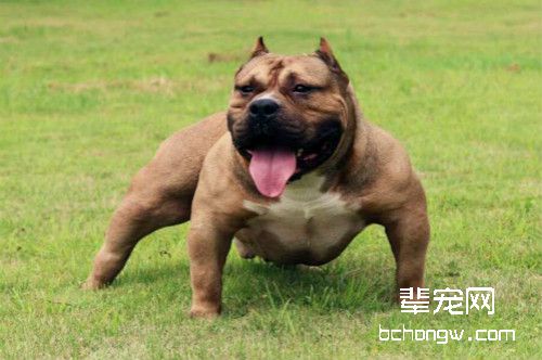 美国恶霸犬特征介绍