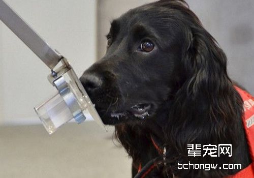 嗅探犬的工作介绍