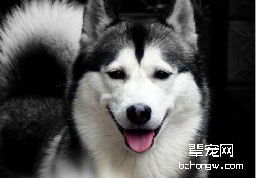 哈士奇仪表清洁方法