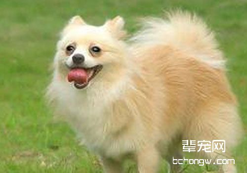 狗狗夏季喂食的这三点你知道吗？