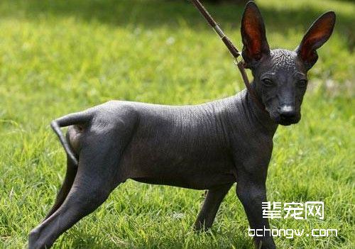 印加人的神犬——秘鲁无毛犬
