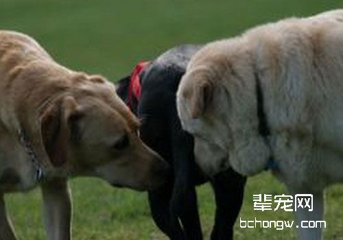 狗狗闻菊识狗的本领是真的吗？