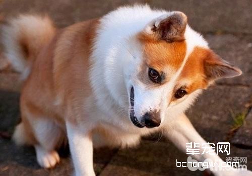 冰岛唯一的本土犬种——冰岛牧羊犬