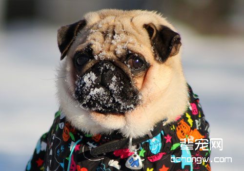 狗狗使者——八哥犬的起源你知道吗？