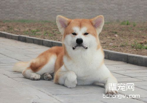 秋田犬选购要注意什么？