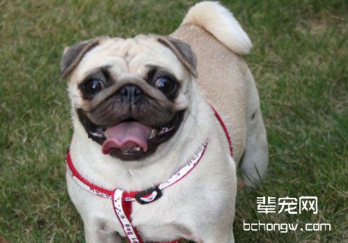 成年的八哥犬该怎么喂食？