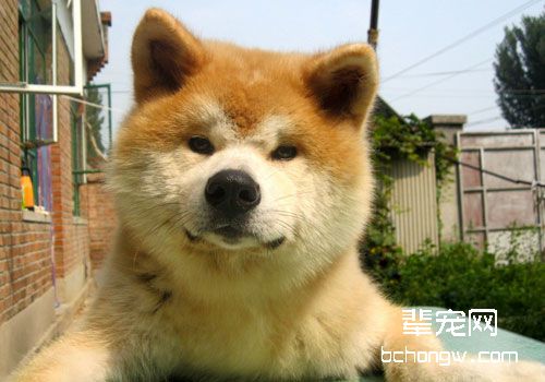 秋田犬不仅仅是网红，还是一只能看家的网红哦！