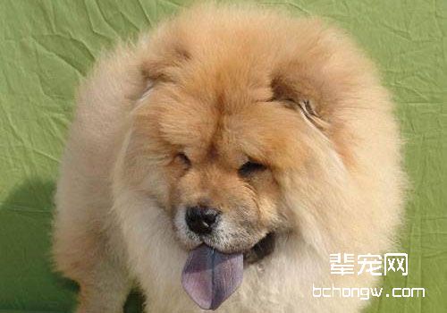 松狮犬怎么进行毛发梳理？