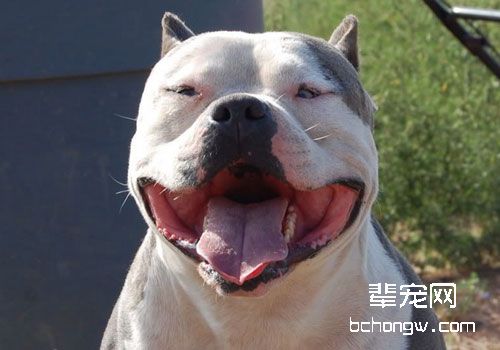 比特犬正确的饮食管理你知道吗？