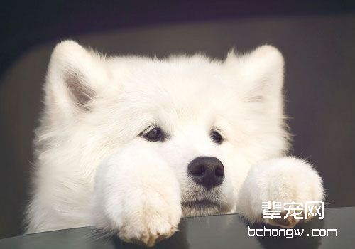 萨摩耶随地大小便？让我来教你方法吧