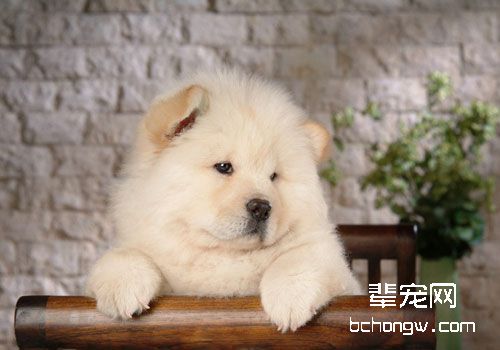 松狮成年犬怎么喂养？