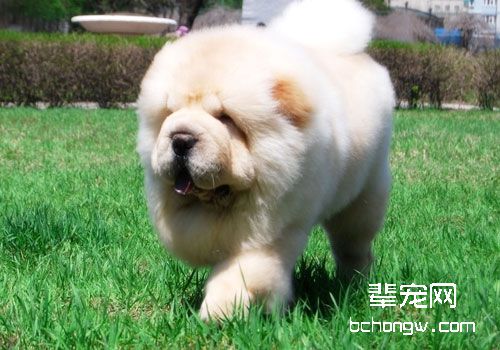 松狮吃什么狗粮好？