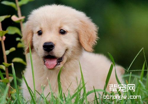 金毛犬怀孕了要注意什么？