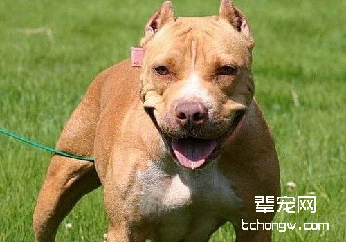 比特犬不怕疼吗？