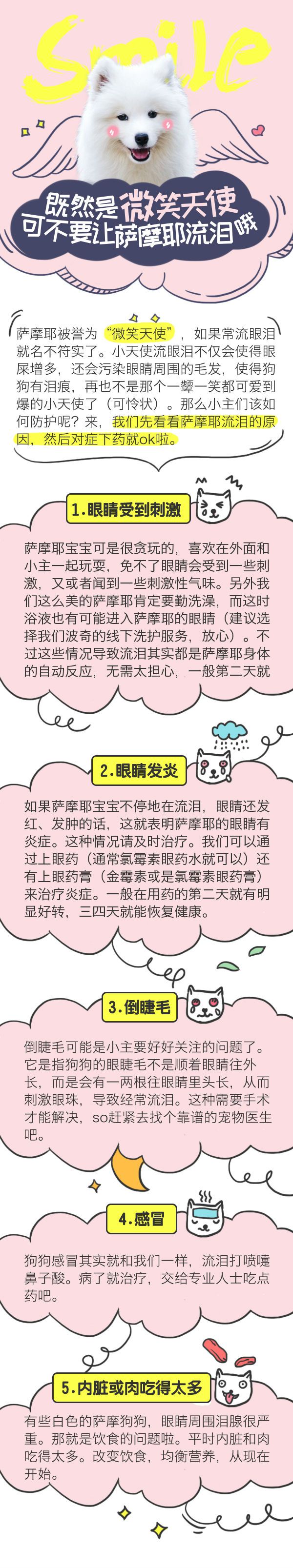既然是微笑天使，可不要让萨摩耶流泪哦！