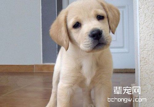 拉布拉多犬挑食了？教你拉拉最合适喂食大法。