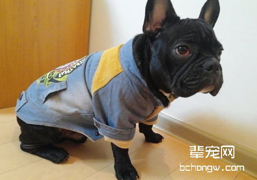 挑选波士顿梗幼犬的方法