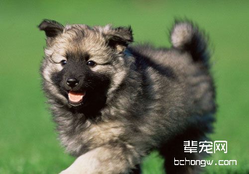 狗狗会对主人一直不离不弃吗？
