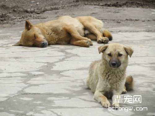 土狗真的不聪明吗