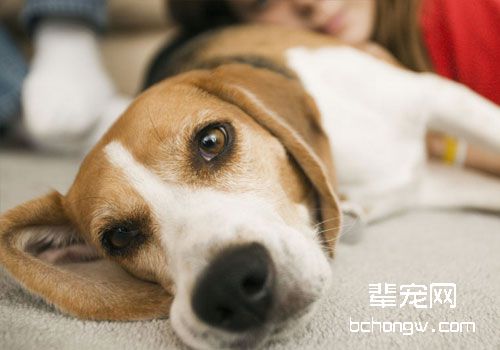 自家狗狗咬人了能坐视不管吗？