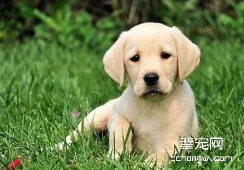 拉不拉多猎犬饲养前要注意什么？