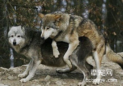狗狗起源于狼吗？