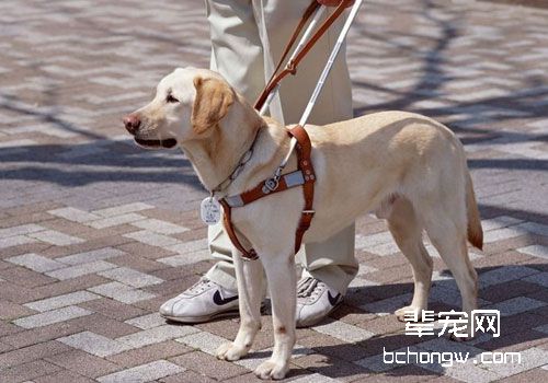 导盲犬的训练过程是怎样的？