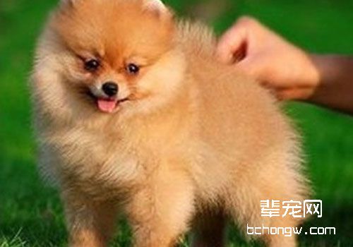 博美犬为什么不能喝牛奶？
