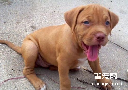 比特犬能担任警犬吗？