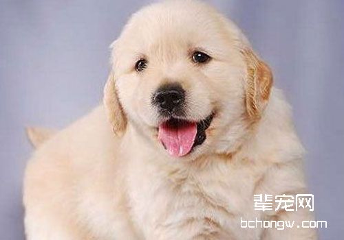 金毛犬的寿命有多长？