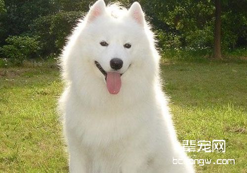 萨摩耶不仅要萌，你还关心它的智商？