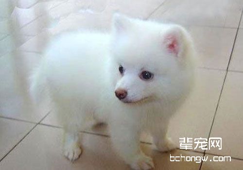 银狐犬夏季怎么剪毛？