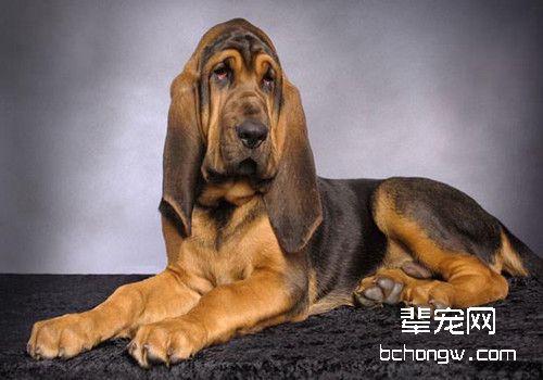 最好的追踪犬—寻血猎犬