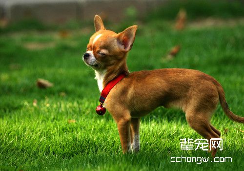 吉娃娃为什么发抖？