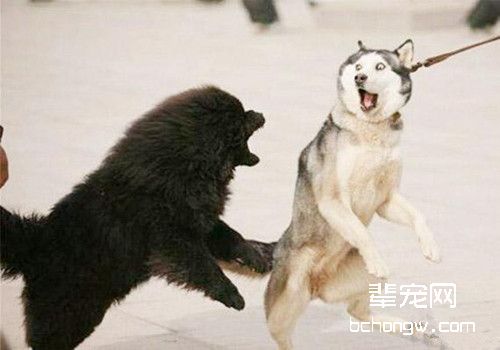 狗狗对声音敏感怎么办？