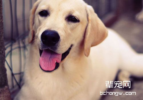 拉布拉多讲故事：犬瘟不可怕，不求医生也能治愈哦！