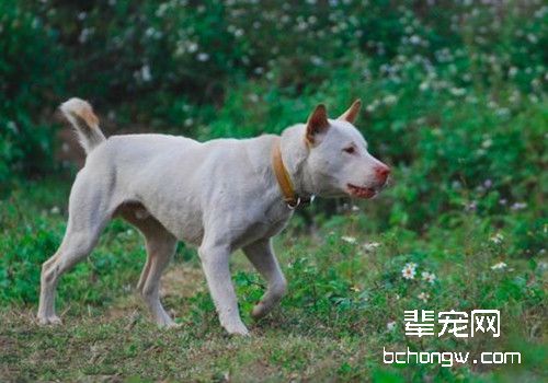 排名世界第三的中华名猎——下司犬