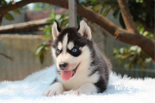 如何让幼犬哈士奇适应新家