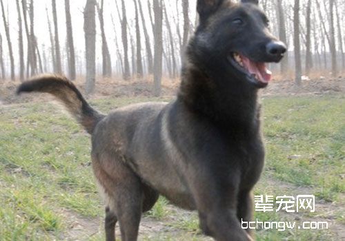 马犬幼犬怎么选择？