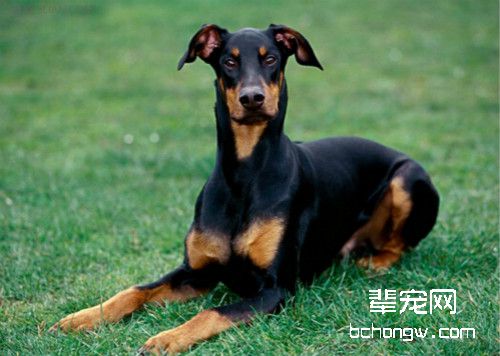 杜宾犬的优缺点